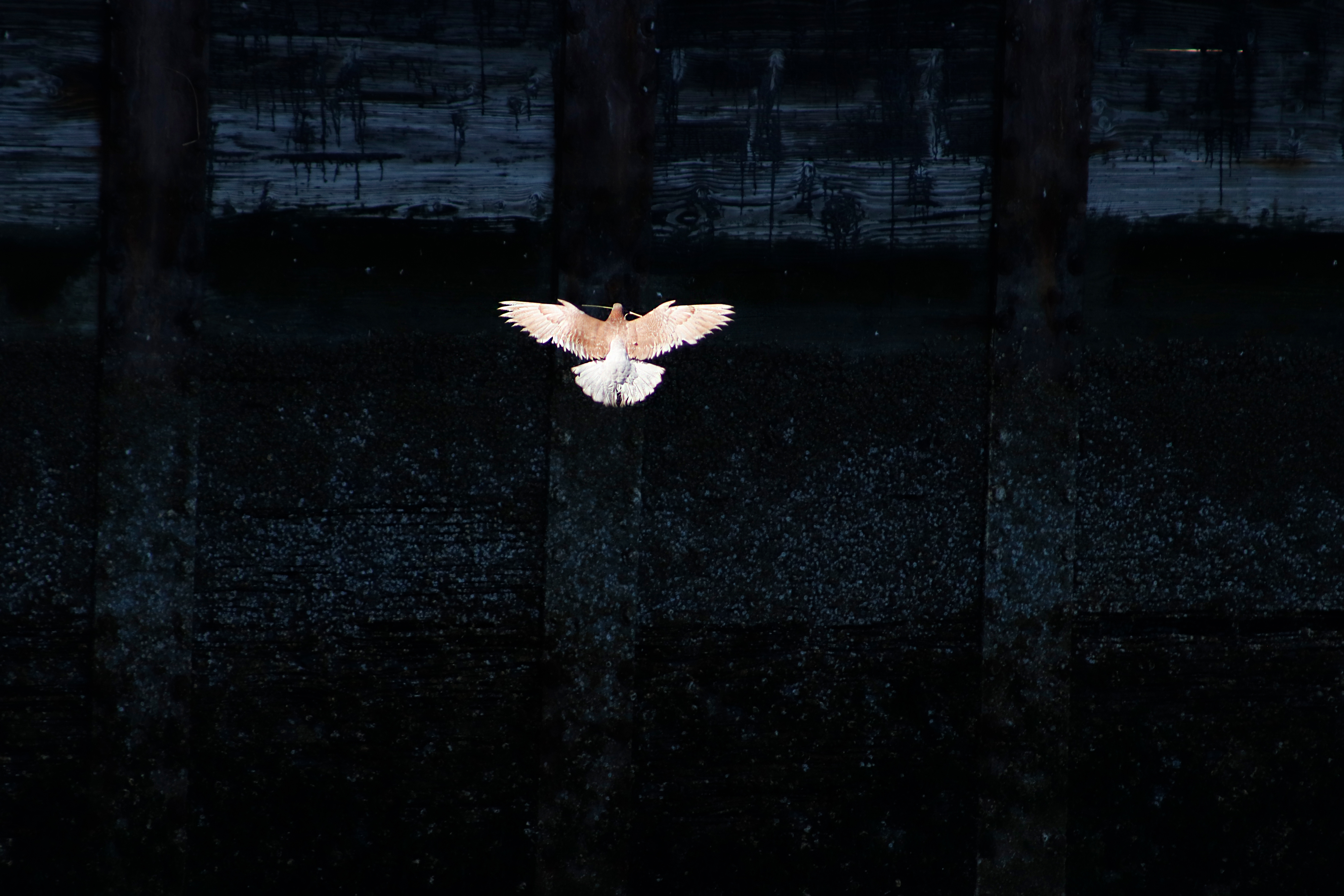Brown Rock Pigeon under a bridge